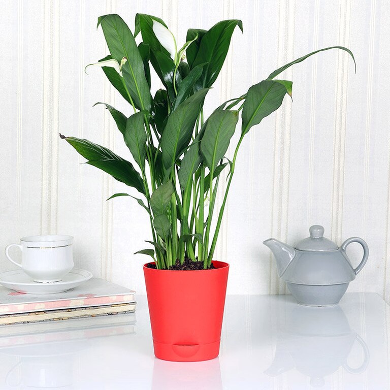 Peace Lily Plant With Self Watering Pot (Spathiphyllum)